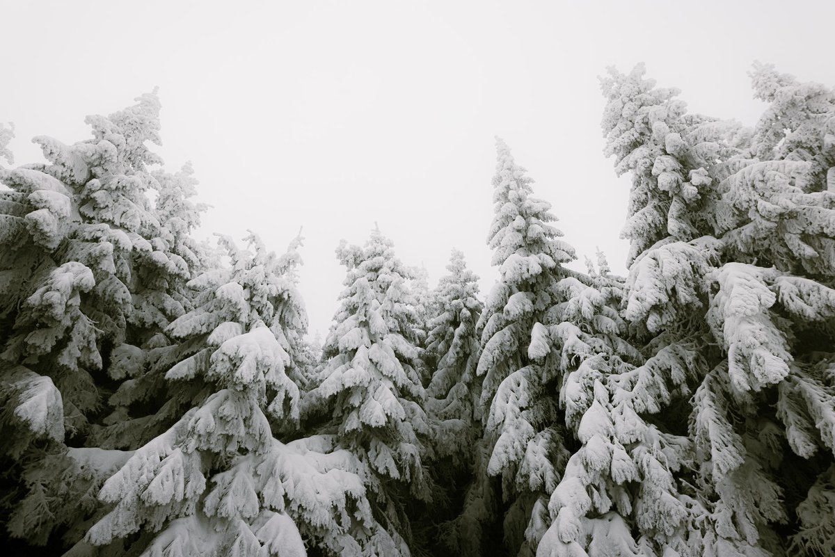Tree Canada tweet media