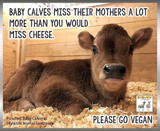 Please #GoVegan