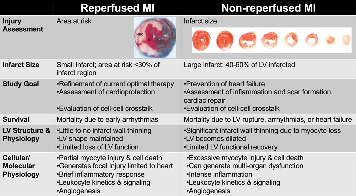 Have you consulted the Guidelines yet? 📰 

Guidelines for in vivo mouse models of myocardial infarction
ow.ly/MxhQ50H66b0

#MyocardialInfarction  #RigorAndReproducibility  #IschemiaReperfusion