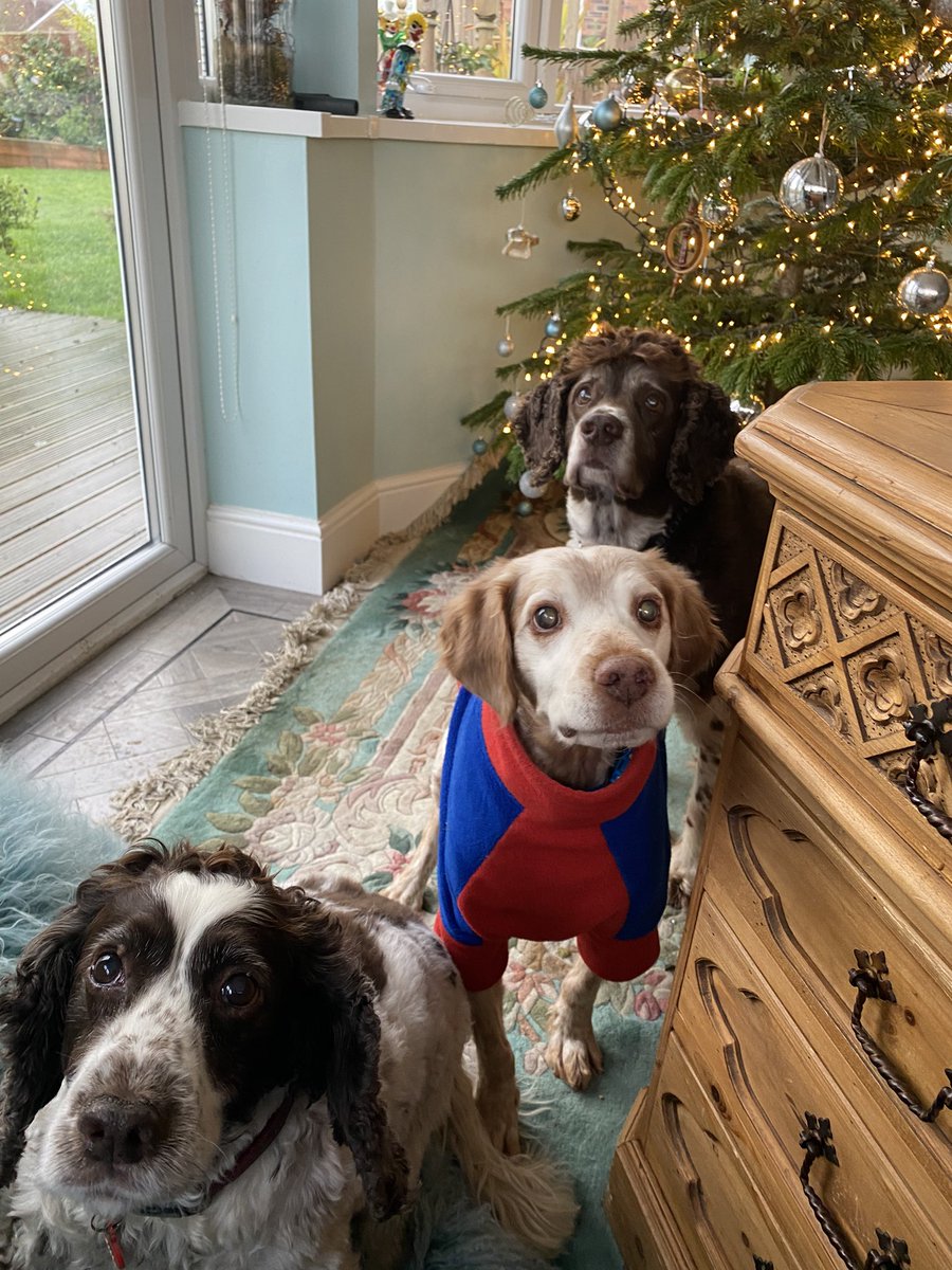 SpanielsSuper's tweet photo. @TheKitZone So does Ronnie. He’s reluctant to have it taken off when he gets home. He’s really struggling with the cold so we’re going to get him an Equafleece one with the legs, while he adapts to the Northumberland climate #ItsCold #ItsWindy #ItsRainy #ItsSnowing #TurnTheHeatingUpPlease https://t.co/f7OXg3natj