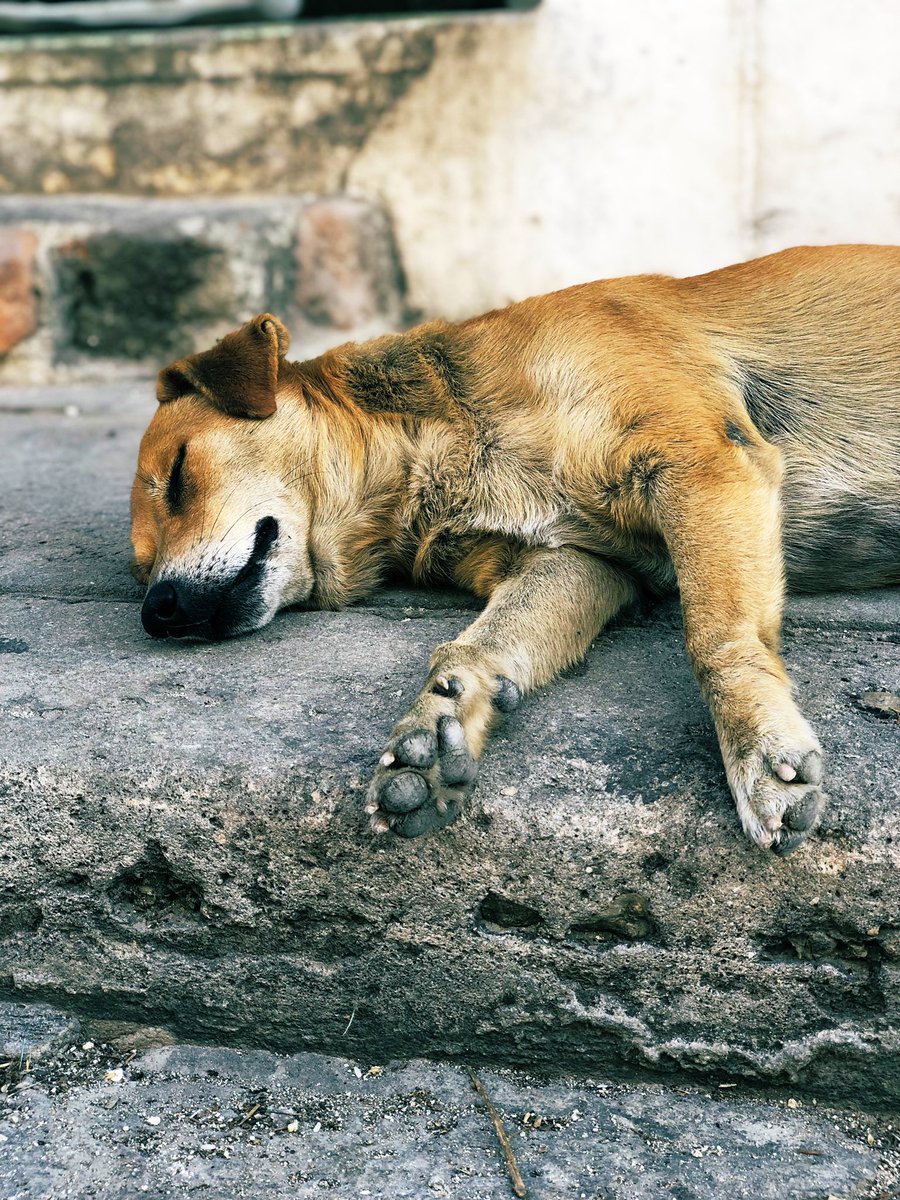 dany_rams96's tweet photo. 💤 Siesta 💤 
#rostros_de_animalejos #perros #callejeros #conflow #mascotas #Cuba https://t.co/ztt0kwjNoe
