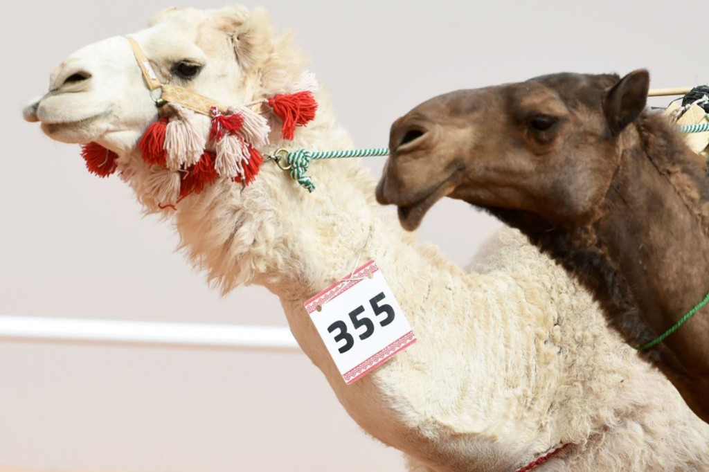 nypost's tweet photo. 40 camels ejected from beauty pageant for using banned Botox https://t.co/gqYUy7JcjJ https://t.co/LpgIsr14aP