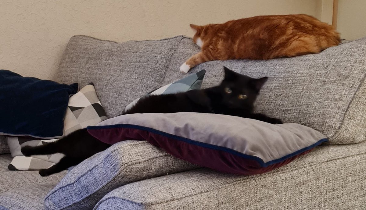 dawnlovesgreece's tweet photo. What is happening here with #BettyKitten? #LongCatIsLong 😳😹😻 https://t.co/B10VMQeLsy