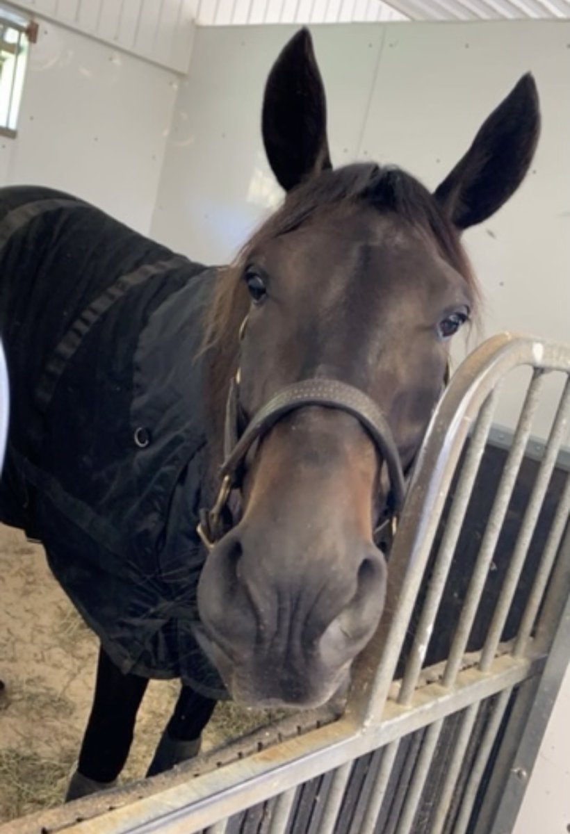 equineedprogram's tweet photo. Are you looking for reliable barn staff? Wanting to add a groom to you team? Look no further than OEEEP! Graduating students will need working placements in Ontario barns. #OEEEP @vpiinc @EquineGuelph https://t.co/WJaXWvj1J4