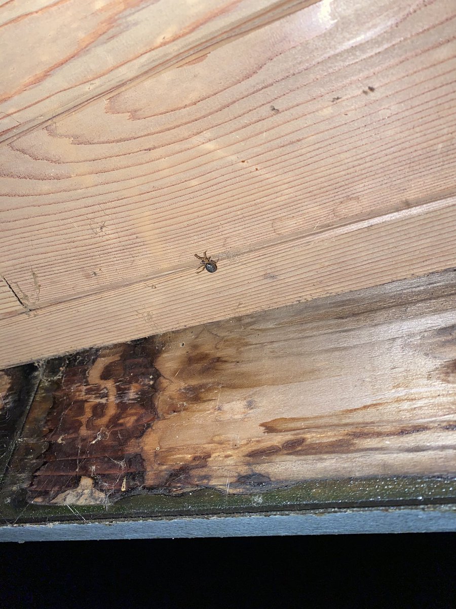 Jorge_Sabella's tweet photo. ¡Hola @Arachno_Cosas! Me pudieras ayudar a identificar a esta araña? https://t.co/zlcgXopcz0