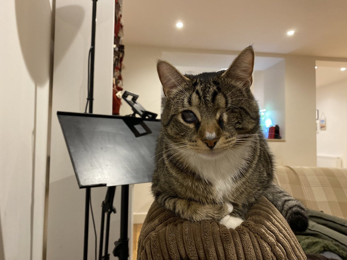 cat__jack tweet picture