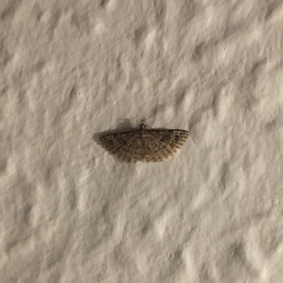 GraemeBWilson's tweet photo. Nice wee micro-moth spotted in house. Twenty-plume Moth, Alucita hexadactyla, is the only member of its family found in UK & its common name is actually incorrect. Scientific name is more accurate as each of the moth’s 4 wings is split into 6 plumes.
#plumemoth #moth #lovemoths https://t.co/PFLl7Jjgov
