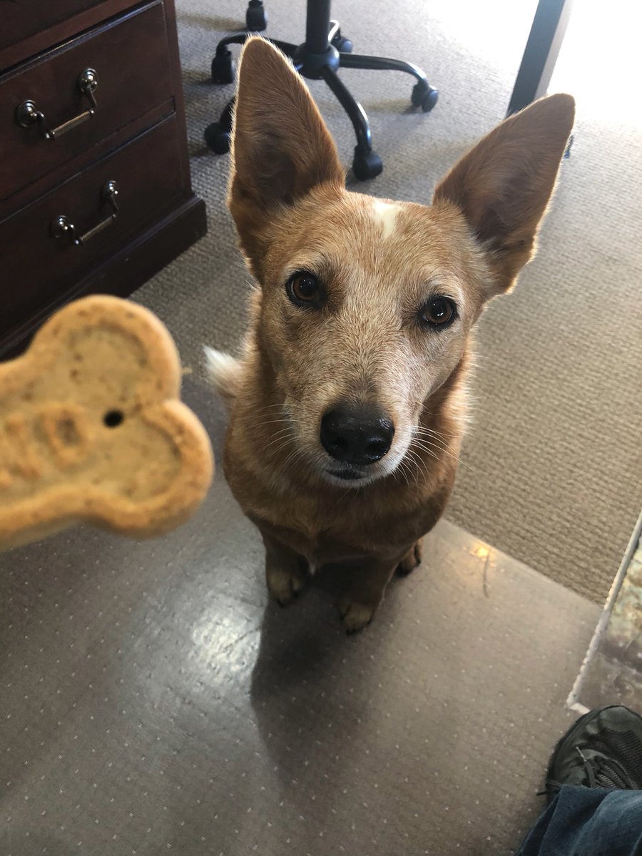 When Bendi the farm dog comes for an office visit, you best be prepared.