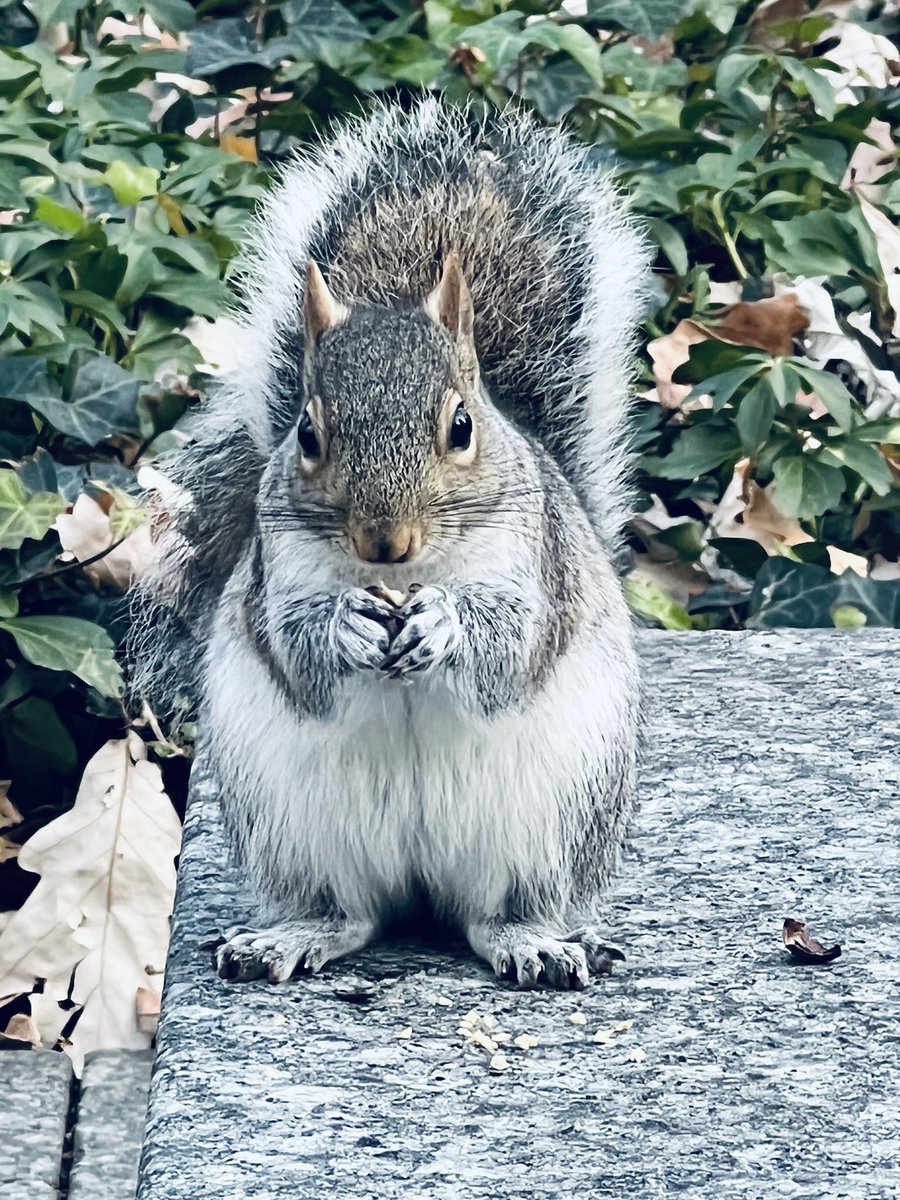 JennyTwrites's tweet photo. I met this little guy in New York last week and when I got close, I swear I heard him mumble “Fugetaboutit” 🐿🥰 #squirrelsofnewyork https://t.co/iRDwZ5qwcu