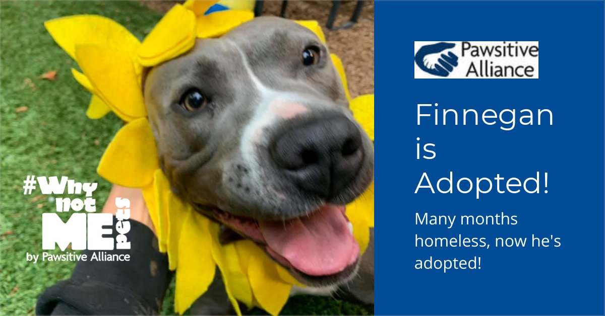 Helping Finnegan and other pets in need - December 2021 - mailchi.mp/pawsitiveallia…