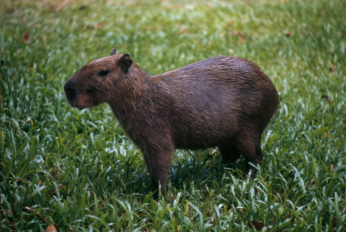 NatGeo_la's tweet photo. El capibara es uno de los roedores más amigables del mundo animal. 

📸 Frank Schreider - Helen Schreider
📍 Belem, Brazil. https://t.co/pKY3Z0Ajji
