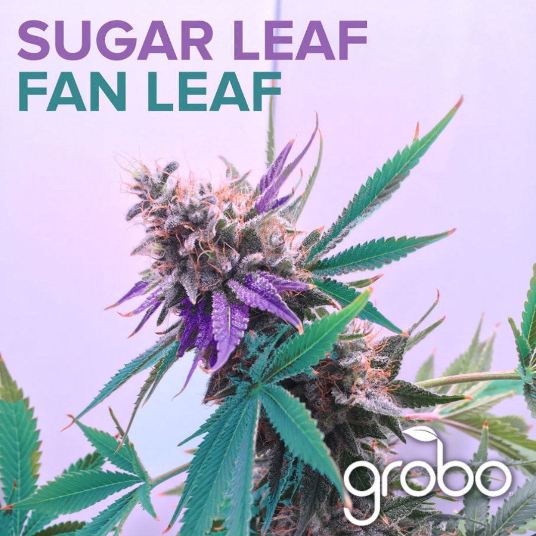 Do you know the difference between a fan leave and a sugar leaf? 🤔 Fan leaves are the larger leaves that do the majority of photosynthesis for the plant. Sugar leaves are the smaller leaves and their job is to protect the cannabis buds. 

Learn More: grobo.io/pages/blog