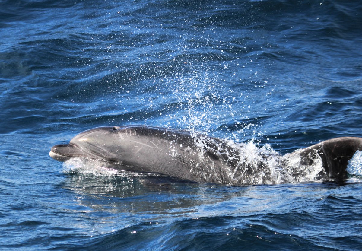 SDWhaleWatch's tweet photo. The crew loves Bottlenose dolphins! We can see the offshore population occasionally throughout the year, but we usually have to travel pretty far to find them!

📷Naturalist Vanessa

#sdwhalewatch #bottlenose #dolphin #toothedwhale #offshore #pacific #ocean https://t.co/8hAbXz6AA4