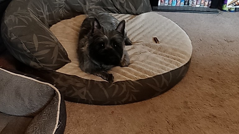 stacyfinalword's tweet photo. Freshly groomed pups! #lhaveeyeballs #lookatthoseears #dogsoftwitter #cairn #saveallthetotos https://t.co/bWyZYjh8wl