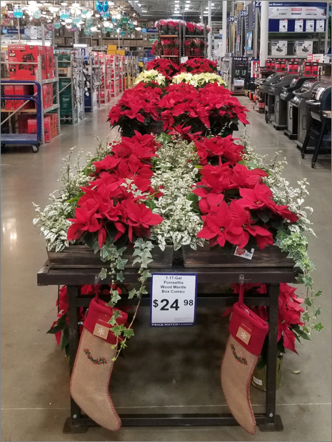 MatthewBeebeR21's tweet photo. Great looking Poinsettia set up in Store 44.  Awesome job Team. @LBishPlants @ShawnMcpherson @KatieEngen #greenteam #MST #lowes https://t.co/DCFJvymKFw