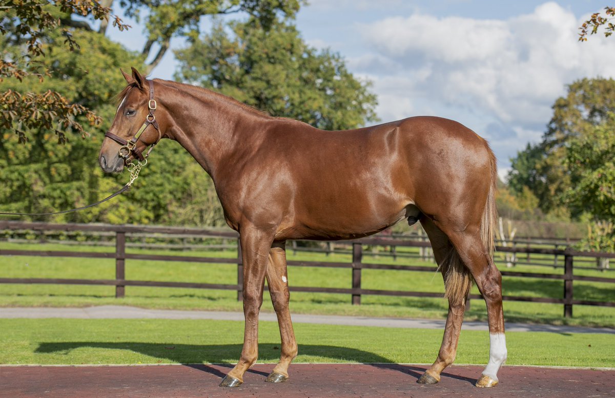 Tim Rusbridge tweet media