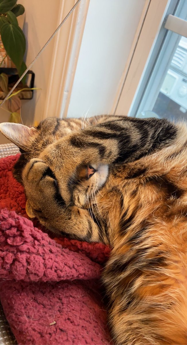 MSageGustafson's tweet photo. @WholesomeMeme Today’s mood for Minnie:

Alt: fuzzy tabby cat on her back on a fuzzy blanket, with her striped arms wrapped right about her head, white chin and pink nose poking out. https://t.co/u51k6v6weW