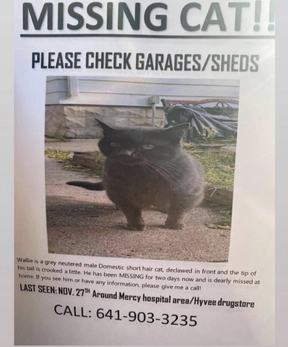 SUSBOYSLICK's tweet photo. mason city friends: Wallie is still missing! please continue to be on the lookout and share this post. we need all of the help at this point. thank you ❤️🥺 https://t.co/vk9SiA2qOI