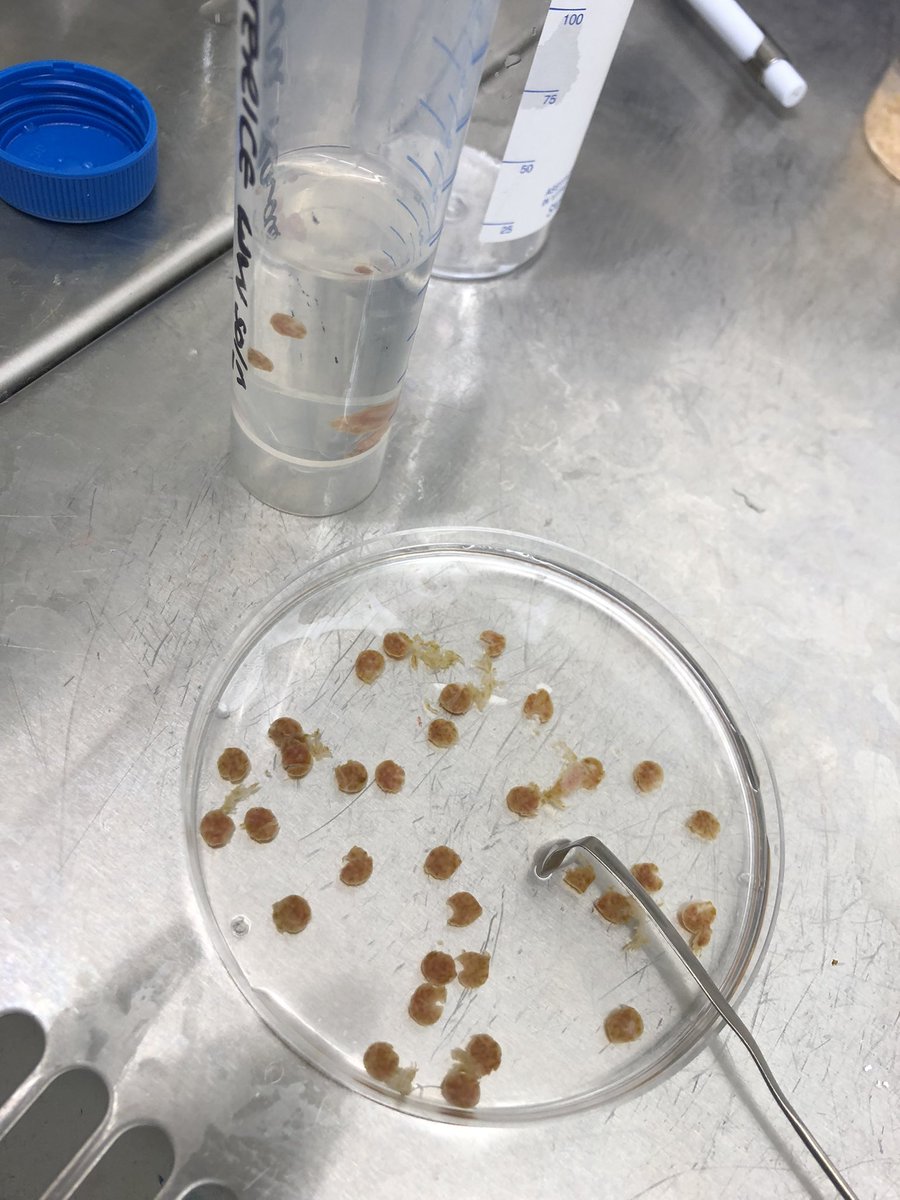 drlaurarandle's tweet image. Precision cut liver slices 😊 #PCLS