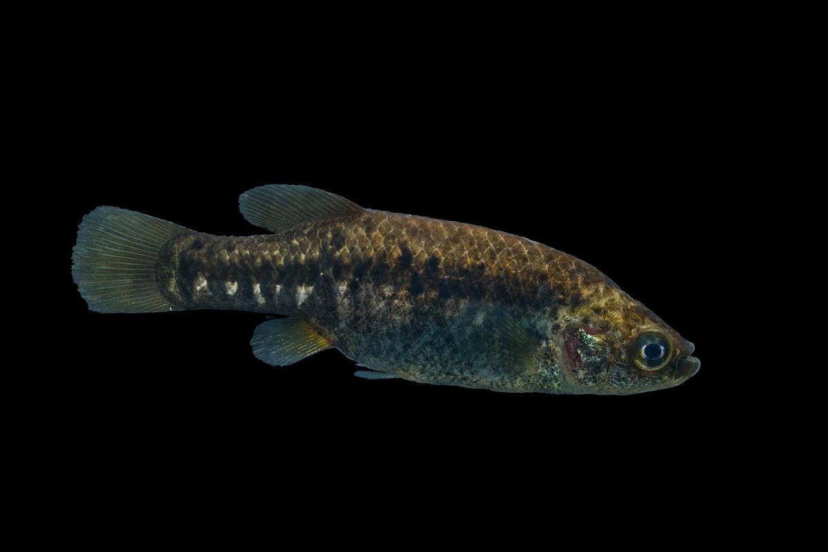 FishInTheNews's tweet photo. Reproductive cycle of native viviparous fish species (Actinopterygii: Cyprinodontiformes: #Goodeidae) in a subtropical Mexican lake. #Goodeid #LakeZacapu #Mexico
🔓 https://t.co/lMkRFnfiaY https://t.co/9BqvxLy5l1