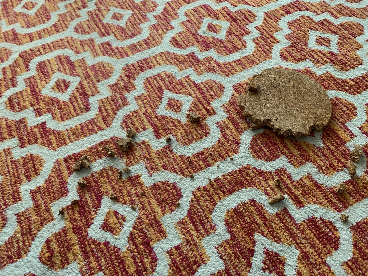 BreakenridgeYEG's tweet photo. In the 8 minutes between my kids’ post-lunch departure and my ascendance from the basement to prepare my own meal, my coworker decided this trivet was his midday snack. #wfh #beagleproblems https://t.co/wn7Tin8lyJ