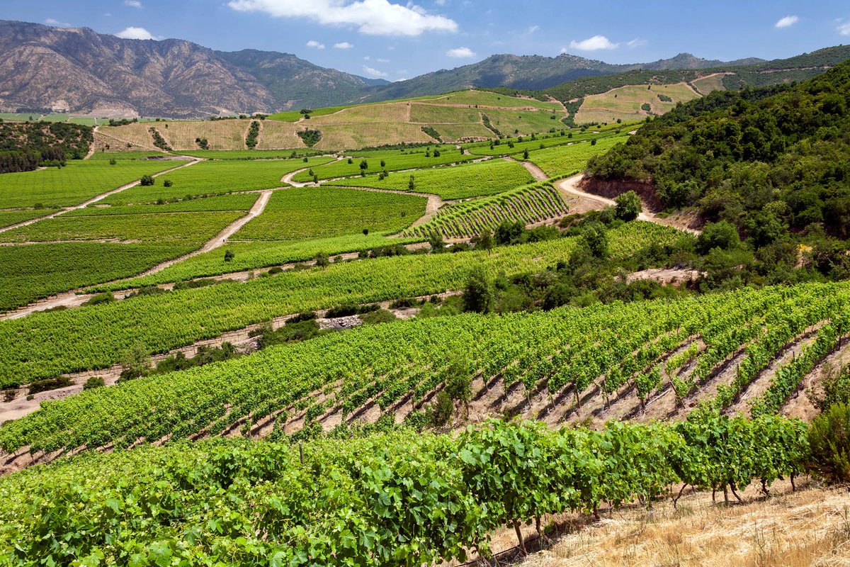 JoyeuxDrilleCdj's tweet photo. #BuDans "Tupinilândia", de Samir Machado de Machado...
Un Casa Silva Quinta Generacion de 2010... C'est un vin rouge produit dans la vallée de Colchagua, région qui se trouve au centre du Chili, à environ 130km au sud de Santiago, la capitale... https://t.co/Vbwx6HFF4A