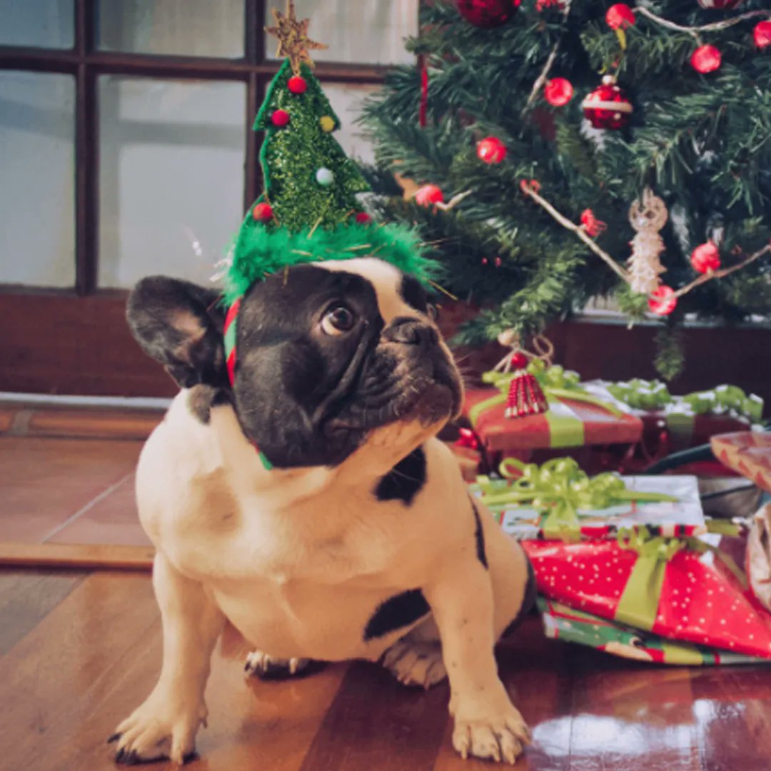 dogsyofficial's tweet photo. Not long left to go now until Santa arrives! 🤗  🎄 ☃️ 🎅🏼 🤶🏼 https://t.co/XeuyUe1mWG