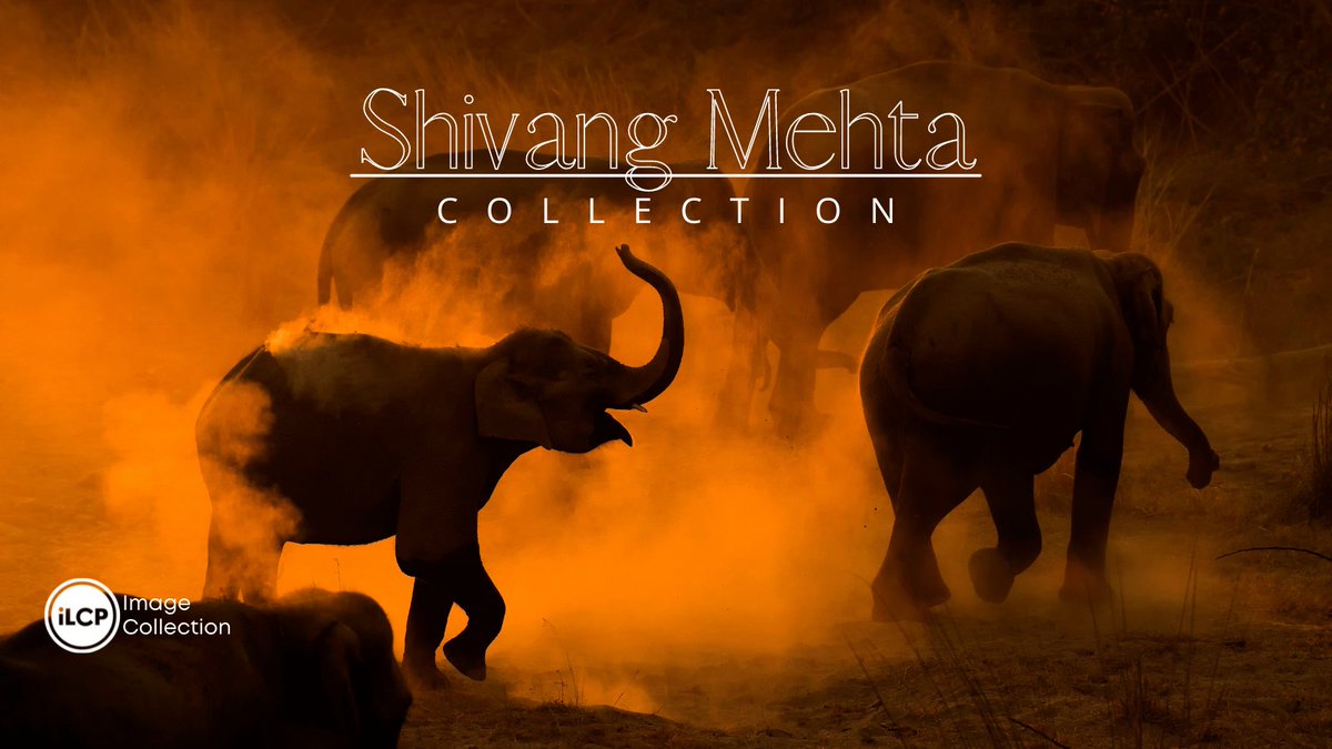 ILCP's tweet photo. The majesty and wonder of Asia's wildlife:

iLCP is thrilled to announce that we now represent Shivang Mehta's (@shivangmehtaNW )collection of images! 

View the collection:
https://t.co/nnOTxDl20Q
#wildlifephotography  #Kumaon #salforest #indiawildlife #incredibleindia https://t.co/ka1b0bT7iV