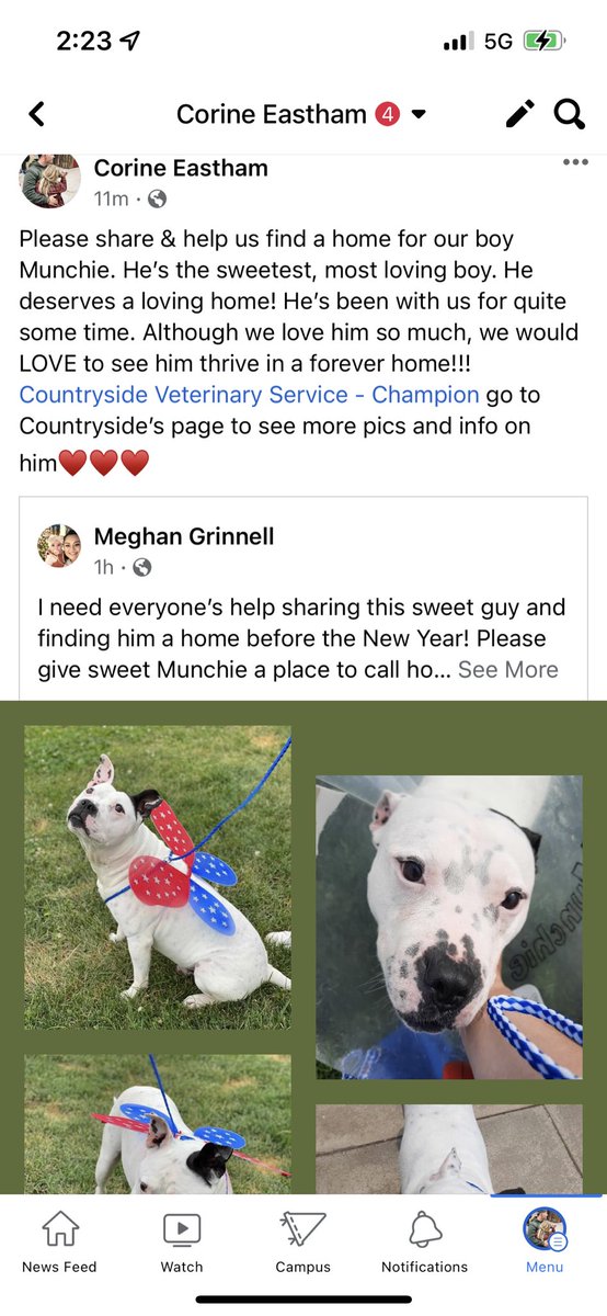 corine_eastham's tweet photo. ‼️this sweet boy needs a home asap!!‼️ https://t.co/WrX5kS1MrP