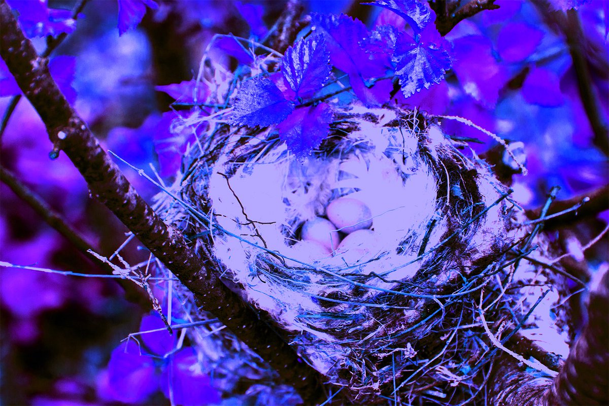 mybirdbuddy's tweet photo. This week we will be exploring how #birds see the #world. Because their #eyes have four types of #color cones in their eyes – we have three –, they get to see colors on the #UV spectrum. A nifty tactic to help protect them from brood #parasites! #BirdVision #DidYouKnow #FunFact https://t.co/bhg3QkYndm