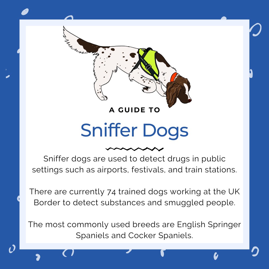 BluelineLearn's tweet photo. Sniffer dogs are trained to detect many substances such as drugs, firearms, and products of animal origin.🐕

Training begins at the age of 12-24 months old, with retirement at the age of 8. https://t.co/JdpMaNozPP