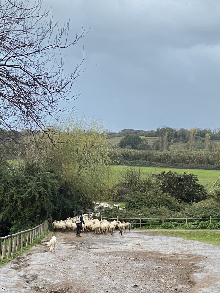 EFW48's tweet photo. Running on a rainy day, bumped into the sheep crossing. Cold December afternoon. #rome #italy #fitness https://t.co/X08E98CK28