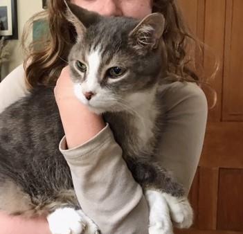 KitKat is a very senior kitty who is looking for a foster or forever home. This 20-year-old gentleman is very cuddly and loves to snuggle. Contact the shelter if you can offer this sweet guy a new home. bit.ly/3qdxCOE #foster #UCHSAdoptableAnimal