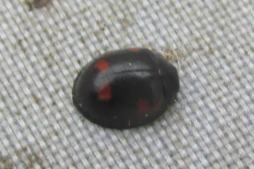 jewels_andrew's tweet photo. More Ivy searching at Fishers Green today produced single Pine and 10-spot Ladybirds, plus nine Epaulet Ladybirds (Rhyzobius chrysomeloides). #MicroLadybird #inconspicuousladybird https://t.co/OPnyTo9CQE
