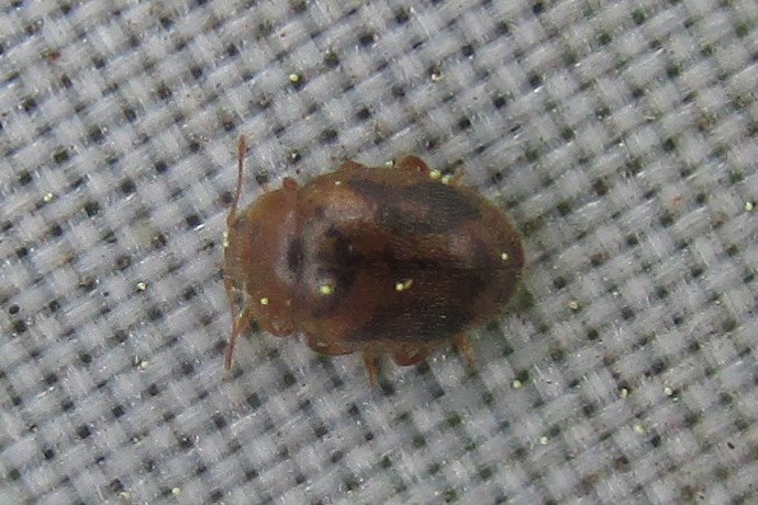 jewels_andrew's tweet photo. More Ivy searching at Fishers Green today produced single Pine and 10-spot Ladybirds, plus nine Epaulet Ladybirds (Rhyzobius chrysomeloides). #MicroLadybird #inconspicuousladybird https://t.co/OPnyTo9CQE