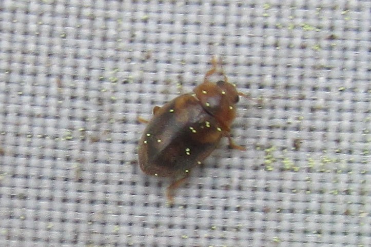 jewels_andrew's tweet photo. More Ivy searching at Fishers Green today produced single Pine and 10-spot Ladybirds, plus nine Epaulet Ladybirds (Rhyzobius chrysomeloides). #MicroLadybird #inconspicuousladybird https://t.co/OPnyTo9CQE