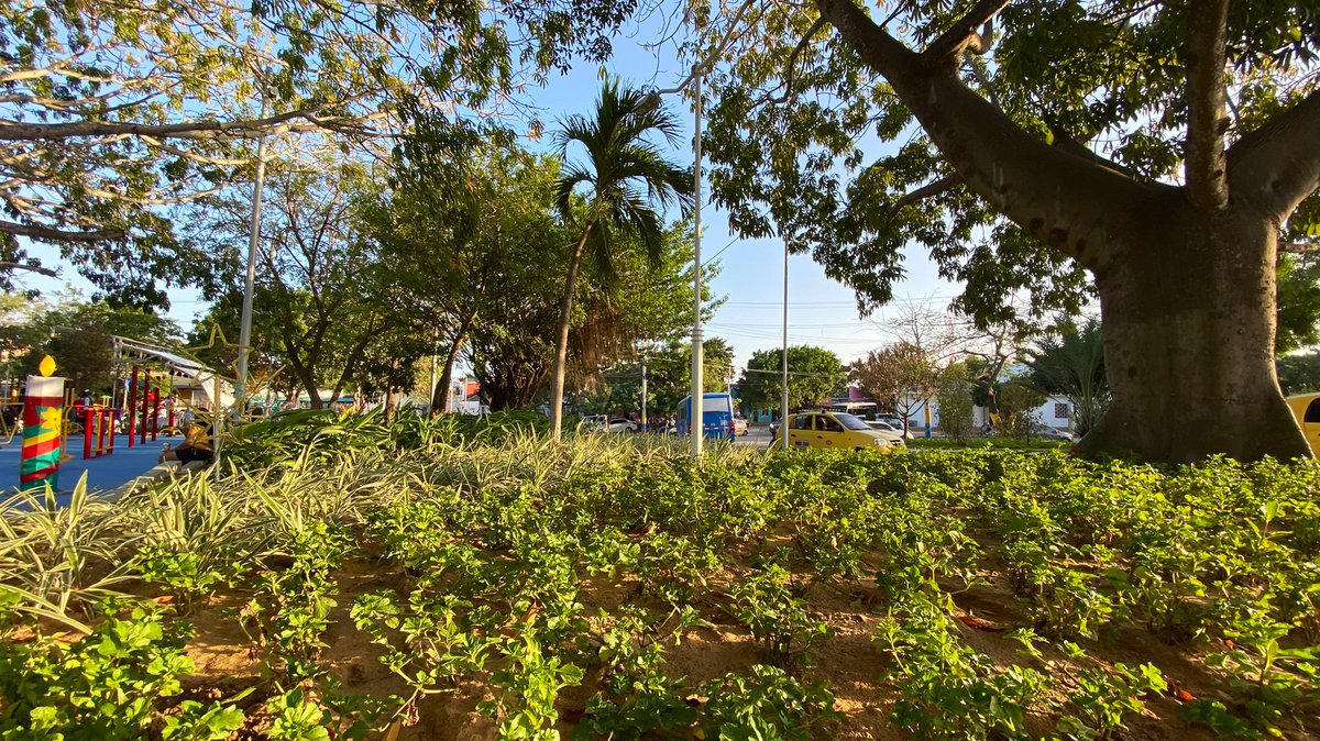SiembraMas_'s tweet photo. Así de hermoso se ve el Parque Calancala para que lo disfrutes en este 8 de diciembre.

Ayer en el #DiaDeVelitas se entregaron más de 4000m2 de zonas verdes en este sector de #Barranquilla 💚 y dimos inicio a la iniciativa #arboldevida que ya te estaremos contando de ella. 🌳 https://t.co/fiT3BKomAS