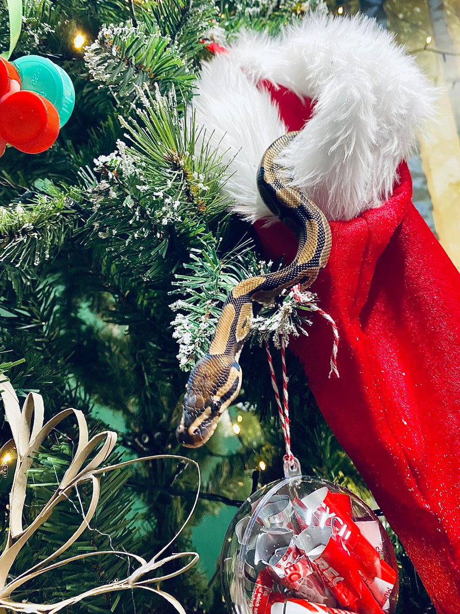 WelshMountainZo's tweet photo. Does something seem sssssstrange about this Christmas tree? 🎄
Don't forget that we're offering ✨ HALF PRICE ✨ admissions between 11th December and 9th January!
#Christmas2021 #FestiveSeason #JoinUs #ThisDecember #HalfPriceTickets #ChristmasIsComing #WMZ #NationalZooOfWales https://t.co/2Ysntu5UJz