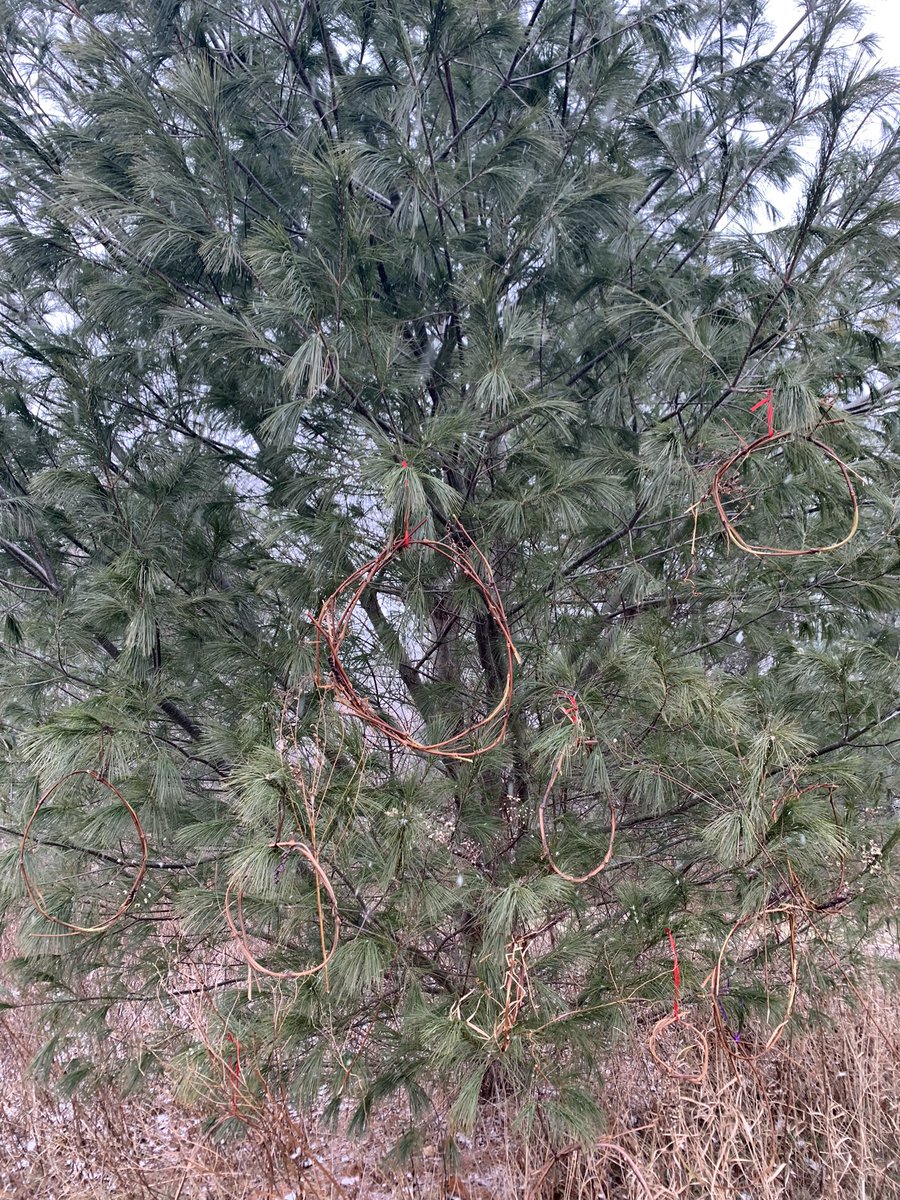 PoorAmy's tweet photo. This morning we created wreaths from grapevines to decorate an evergreen tree outdoors. #Makingconnections #traditions #theme #Germany #thesnowtree #firstgrademagic #ECO @resvt https://t.co/0SrVbHIYNG