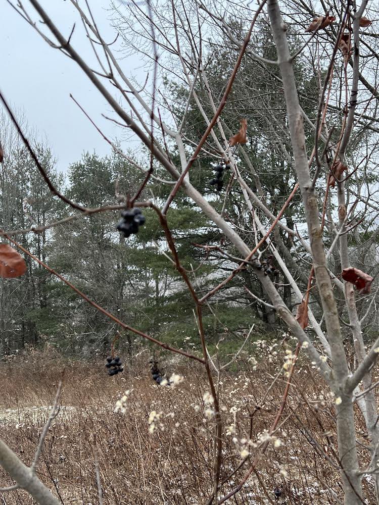 PoorAmy's tweet photo. This morning we created wreaths from grapevines to decorate an evergreen tree outdoors. #Makingconnections #traditions #theme #Germany #thesnowtree #firstgrademagic #ECO @resvt https://t.co/0SrVbHIYNG