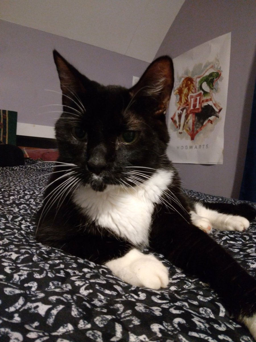 CorruptKilljoy's tweet photo. Rest In Peace, Ace-A-Base..
You were such an amazing cat and I'll never forget you..
We met you in December of 2009 and brought you home in January of 2010. It's been a great almost twelve years with you, and it pains me to see you go so soon.. https://t.co/bTXSe2KAyV