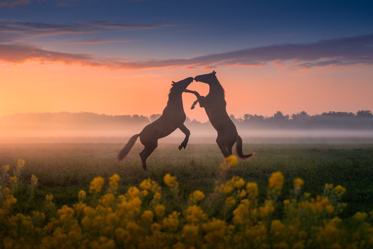 albertdrosphoto's tweet photo. Having a distinctive style can be important when developing yourself as a photographer. No matter the genre: If your style is consistent and recognisable people will recognise your images immediately without even seeing your name. https://t.co/CQmiyGI9br