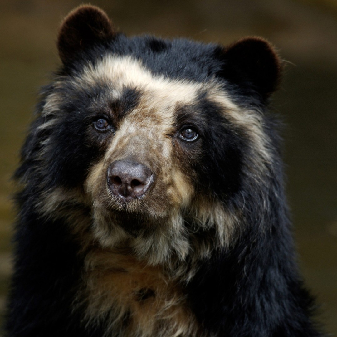 Barker Langham is delighted to be working with the Peruvian NGO <a href="/ACA_DC/">Amazon Conservation</a> on a pro bono project to develop the Andean Bear Interpretation Centre in the heart of the Amazon. The Andean bear is also known as the spectacled bear (or Paddington!).

 #AndeanBear #SpectacledBear