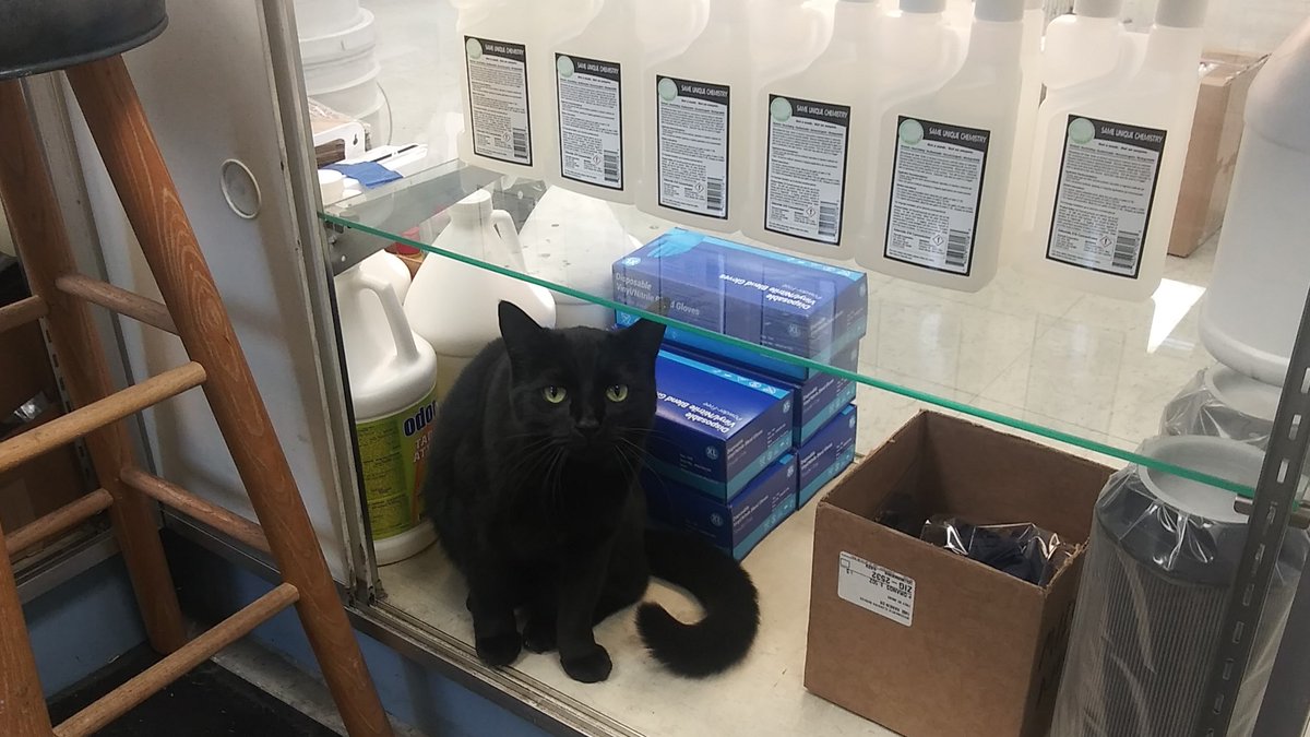 Thornell Odorcide deodorizer, cat tested and approved! 
Samantha-Cat says it's time for a Flash Sale!
Fresh Scent pints, $15.00, good until 12-10-2021