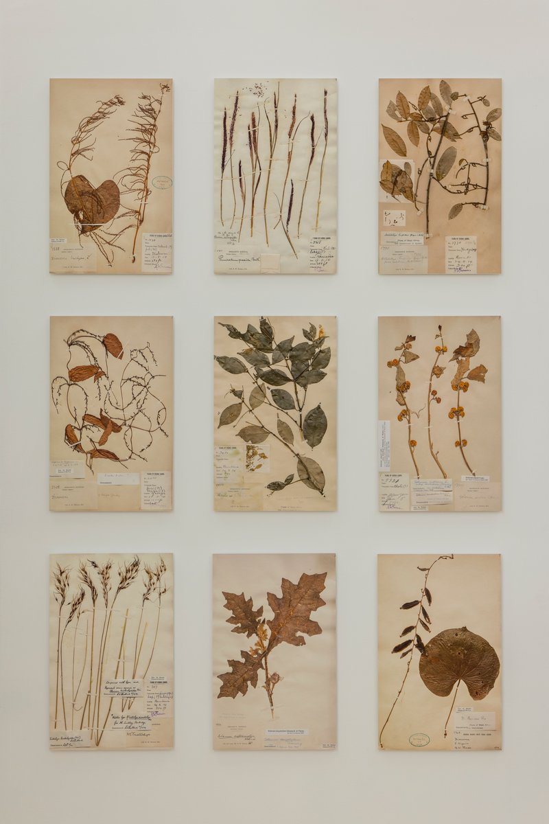 MAACambridge's tweet photo. A small selection of the thousands of botanical specimens collected by Northcote Thomas during his anthropological surveys of Sierra Leone, 1914-15, on display in our #ReEntanglements exhibition 🌿
Find out more about Thomas's botanical collections: https://t.co/QEWyNzx7tN https://t.co/nqNTQKlgKe