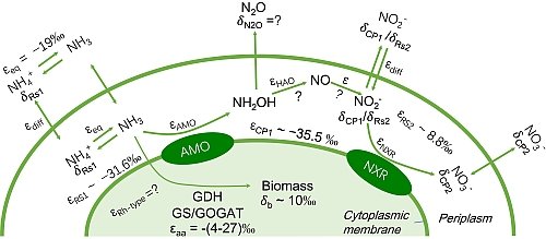 Check out this new paper if you are interested in N isotope fractionation by #comammox #Nitrospira. We also report on pH and [NH4+] effects on the isotope effect.
Once again a very nice collaboration with <a href="/TER_Vienna/">TER-labs</a> !

journals.asm.org/doi/10.1128/mS…
