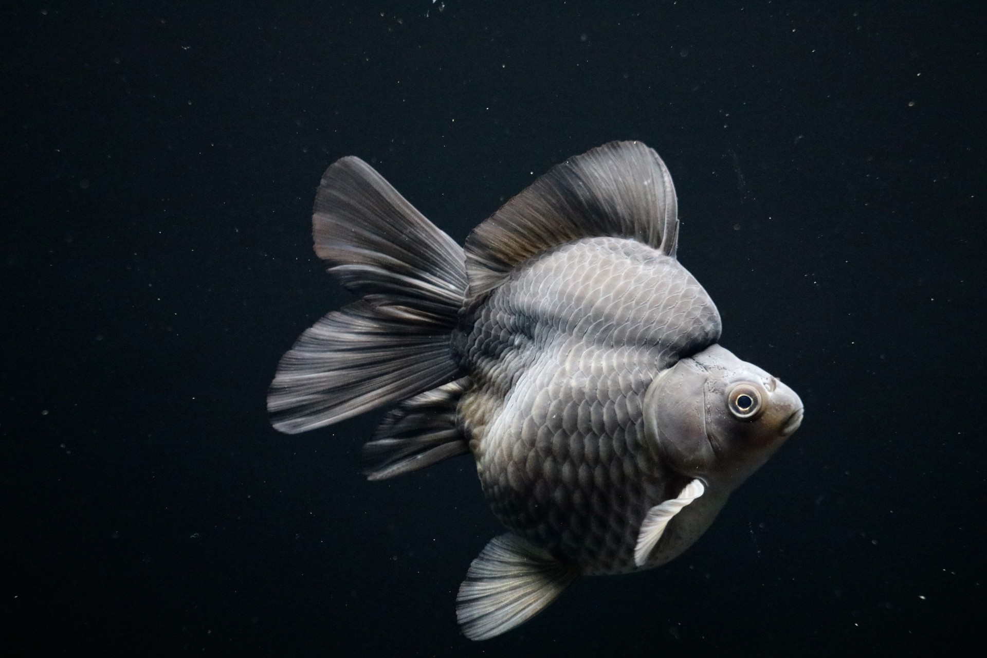 希少中国微墨　2種　猿　金魚 希少中国微墨 2種 猿 金魚 希少中国微墨 2種 猿 金魚