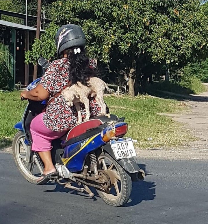 Es el Perro formoseño