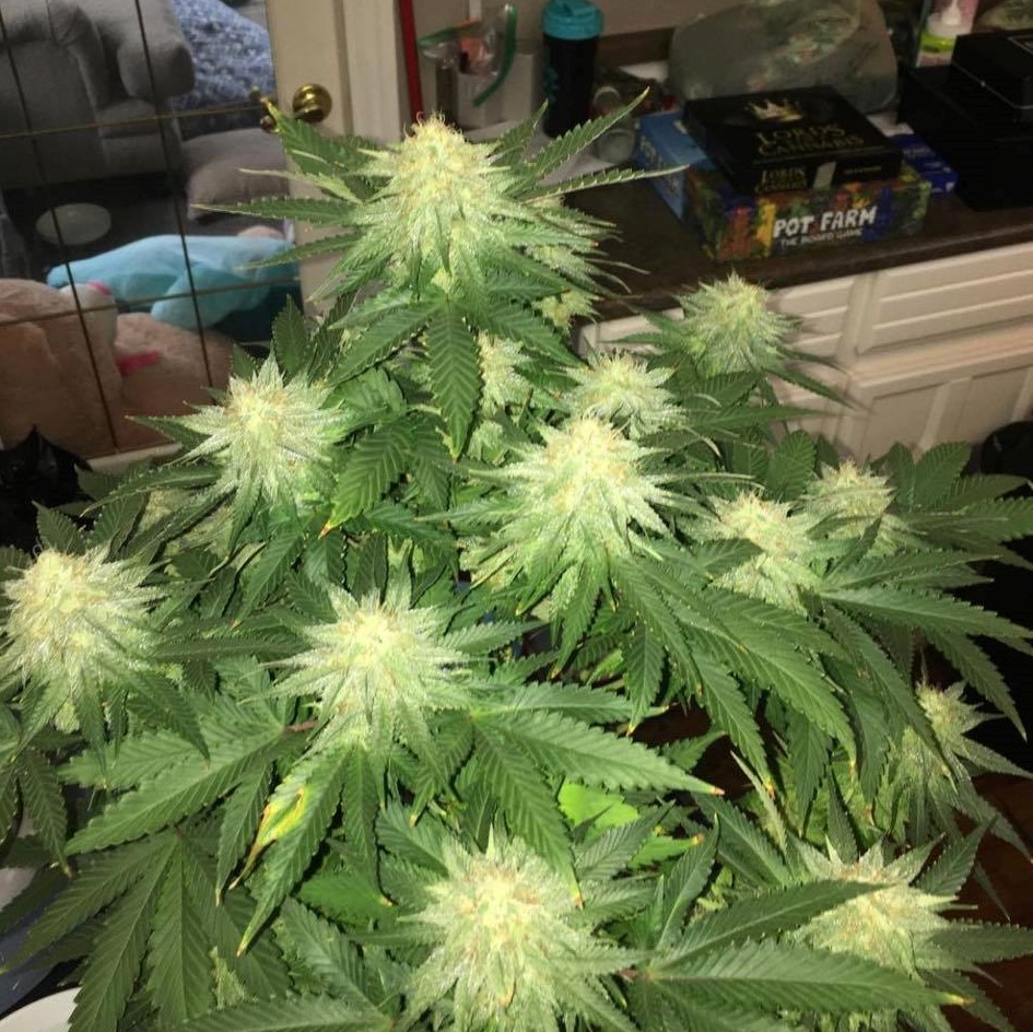 Awesome @farrell0213 💯💯
 
'Purple kush big leafed and hanging #ᴡᴇᴇᴅᴘᴏʀɴ #weedgirl #420nurses'