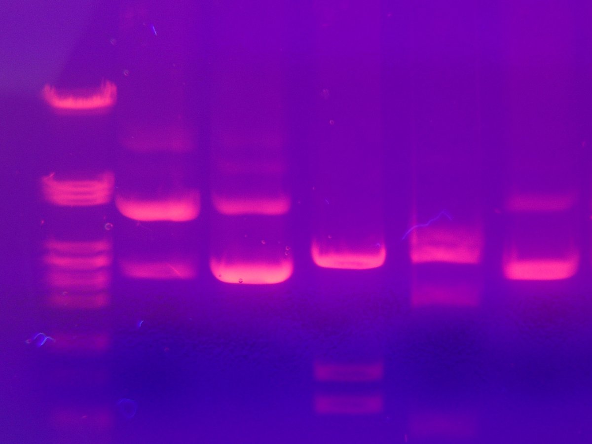 biotech_edu_num's tweet photo. [🔴 #TRaAM 2020-2021] : Technologies des #AcidesNucléiques en 4 questionnaires : extraction, électrophorèse, digestion et #PCR avec @LabXchange et @wooclapFR #BTS #STL #Biotechnologies #BioBioBio  cc @acversailles @DANEVersailles @jaimelesbiotech  ⤵ https://t.co/RT0QsVndgq https://t.co/Jtstcq3i2T